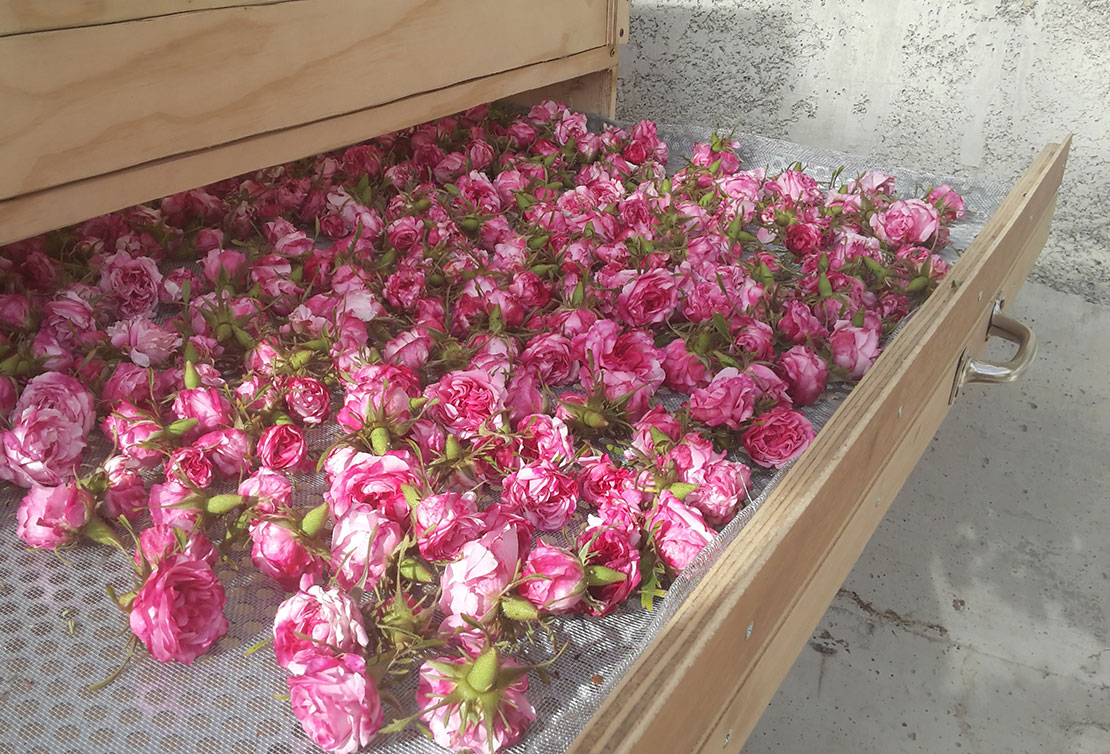 Preparazione dei petali di rose