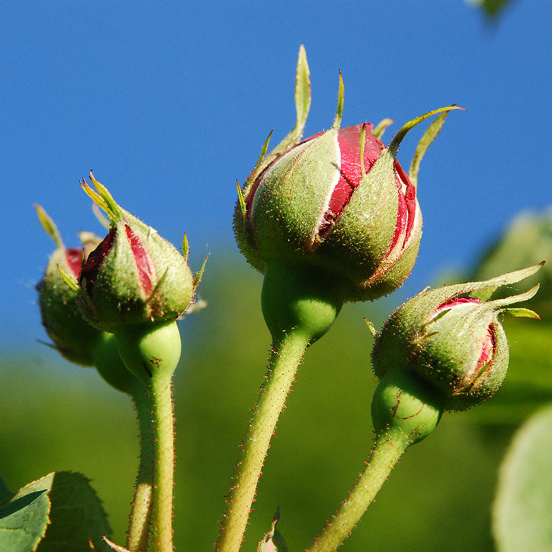 Boccioli di Rosa della Valle Scrivia