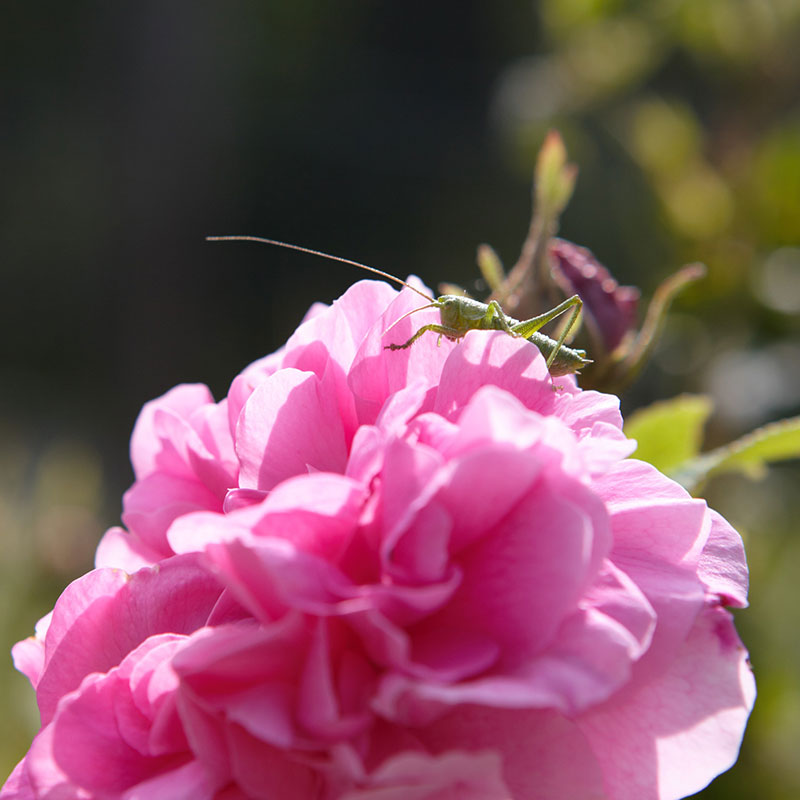 La Rosa Damascena