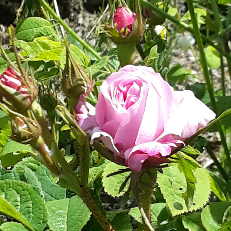 La Rosa Damascena