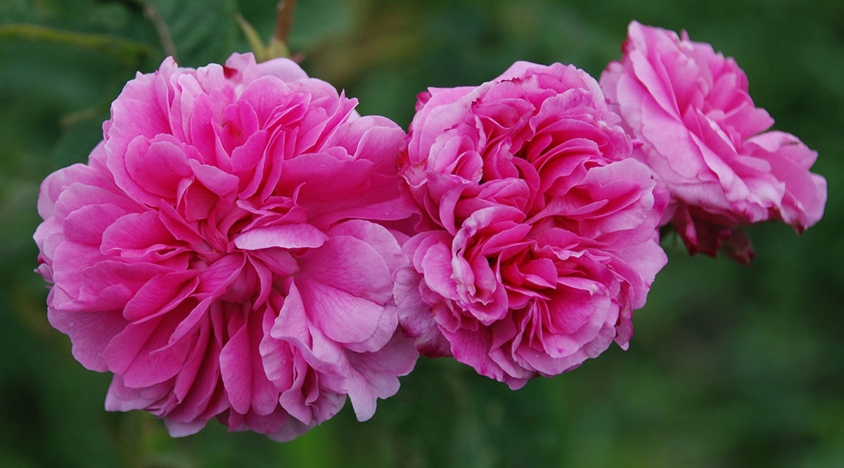 Acqua di Rose Essenziale