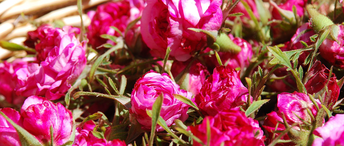 La Rosa Damascena