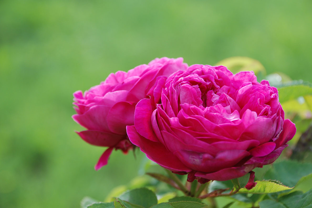La Rosa della Valle Scrivia