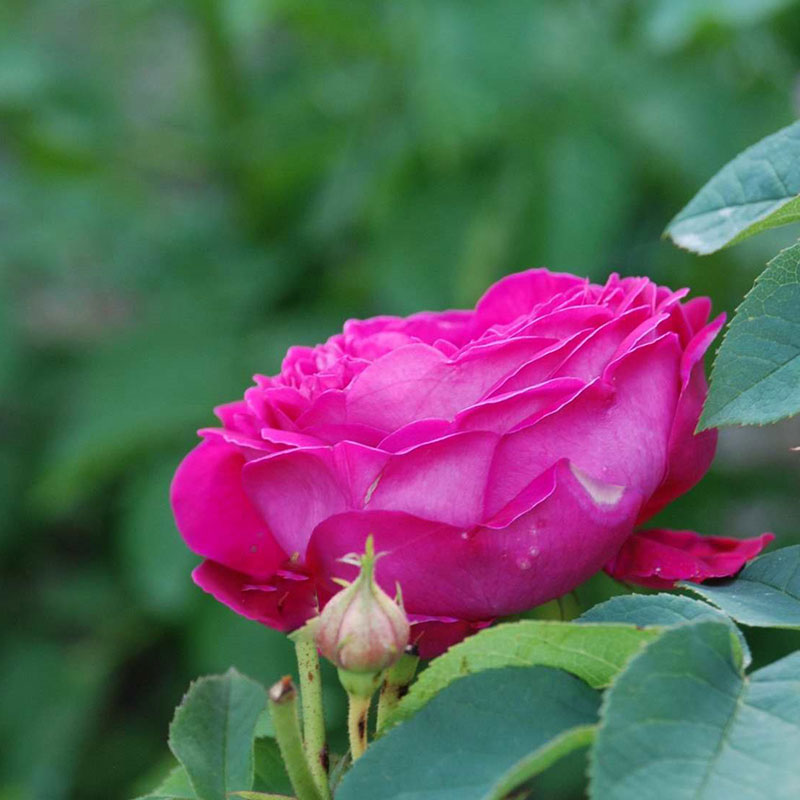 Rosa della Valle Scrivia