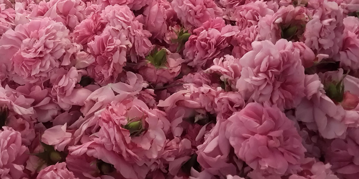 Sciroppo di rose